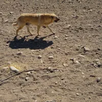 سگ‌ نر با کفتر سفید پلاکی معاوضه دارم