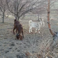 بزغاله پاکستانی و پتیری