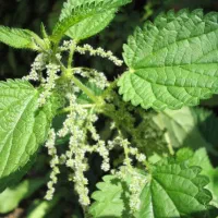 درمان گیاهی پروستات