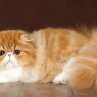 پرستار نگهداری از گربه های پرشین خانگی