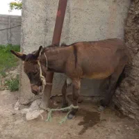 خر نر مناسب برای کارهای سنیگین