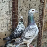 تعدادی کبوتر جفتگاه آلمانی و مسافتی درجه یک