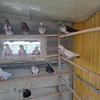 کفتر تیرماهی|پرنده|تهران, قاسم‌آباد|دیوار