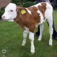 فروش گوساله های اصیل درجه یک