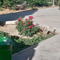 کارت ملی گمشده