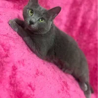 گربه|گربه|ملارد, |دیوار