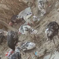 بوقلمون ماده و نر دونه1.800000|حیوانات مزرعه|اصفهان, بهارستان|دیوار