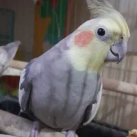 عروس هلندی ۲عدد نروماده