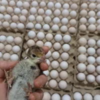 تخم بوقلمون