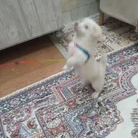 سگ اپارتمانی|سگ|بروجرد, |دیوار