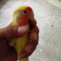 کوتوله دستی وعروس هلندی دستی