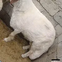 قوچ‌سنجابی.راور