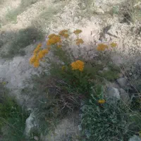دارو سیمی