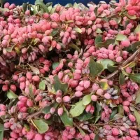 زرشک وعناب|حراج|فردوس (خراسان), |دیوار