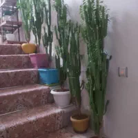 گل افوربیا|گل و گیاه طبیعی|تبریز, |دیوار