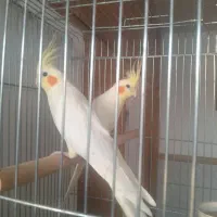 جفت عروس هلندی کینگ سایز|پرنده|خرمدره, |دیوار