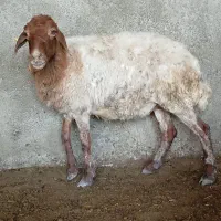 گوسفندماده چاق جوان مناسب قربانی قیمت20میلیون
