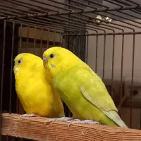 مرغ عشق مهم|پرنده|تهران, دولاب|دیوار