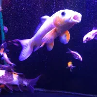 ماهی کوی|ماهی|تهران, پونک|دیوار