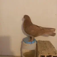 کفتر|پرنده|مشکین‌دشت, |دیوار