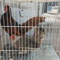 مرغ و خروس مینیاتوری