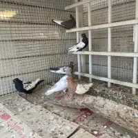 کبوتر سینه|پرنده|جنت, |دیوار