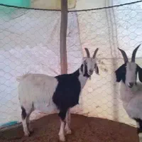 فروش دورا بز بزغاله دار