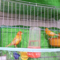 قناری نرو ماده|پرنده|بهبهان, |دیوار