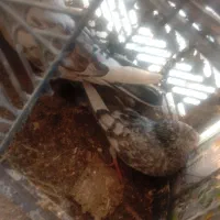 کبوتر|پرنده|اصفهان, بهارستان|دیوار