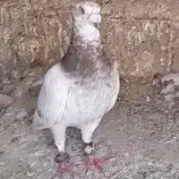 کفتر یا کبوتر