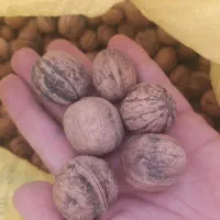گردو|خوردنی و آشامیدنی|قم, باجک سه|دیوار