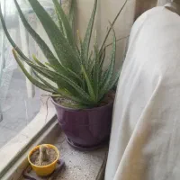 گل آلوئه ورا|گل و گیاه طبیعی|قوچان, |دیوار