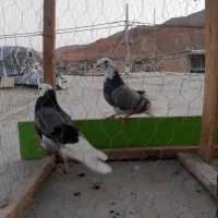 کبوتر|پرنده|ماهنشان, |دیوار