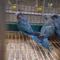 طوطی راهب|پرنده|اصفهان, هفتون|دیوار