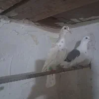 کفتر|پرنده|بوئین زهرا, |دیوار