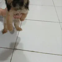 شیتزوعروسکی ماده سایز تیکاپ و پامر جهت جفتگیری|سگ|مشهد, آزادشهر|دیوار