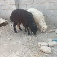 ۲ بره نر و ماده
