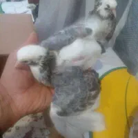 جوجه کبوتر|پرنده|آستانه اشرفیه, |دیوار