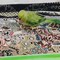 طوطی ملنگواهلی|پرنده|ایرانشهر, |دیوار