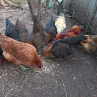 مرغ محلی درشت|حیوانات مزرعه|آستارا, |دیوار