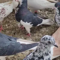 ماده رنگی|پرنده|شیراز, تندگویان|دیوار