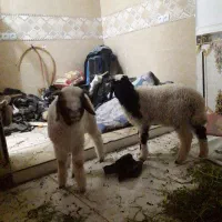 گوسفند نر دو عدد حمیدیه|حیوانات مزرعه|حمیدیه, |دیوار