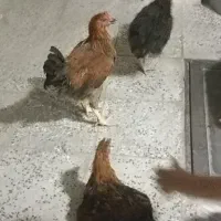 خروس