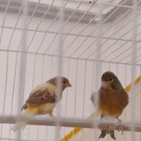 یک جفت قناری