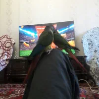 گرینجیک نروماده اهلی اهلی فروش فوری