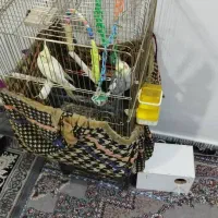 عروس هلندی نر وماده