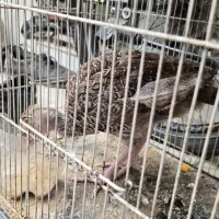 بوقلمون ۲ماهه