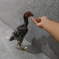 مرغ و خروس لاری|حیوانات مزرعه|بناب, |دیوار