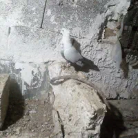 کبوتر رنگی وپرشی|پرنده|قیدار, |دیوار