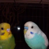 معاوضه مرغ عشق سبز